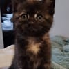 CHIBI A ADOPTÉE AVEC UN CHAT DEJA PRÉSENT CHEZ VOUS OU UN DE NOS CHAT