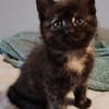 CHIBI A ADOPTÉE AVEC UN CHAT DEJA PRÉSENT CHEZ VOUS OU UN DE NOS CHAT