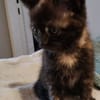 CHIBI A ADOPTÉE AVEC UN CHAT DEJA PRÉSENT CHEZ VOUS OU UN DE NOS CHAT