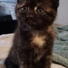 CHIBI A ADOPTÉE AVEC UN CHAT DEJA PRÉSENT CHEZ VOUS OU UN DE NOS CHAT