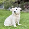 JASMINA, Mix, geb. 01/202
