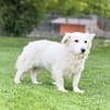 JASMINA, Mix, geb. 01/202