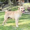 DARIA, Labrador-Mix, geb. 05/2022