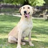 DARIA, Labrador-Mix, geb. 05/2022