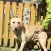 DARIA, Labrador-Mix, geb. 05/2022