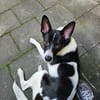 Dreibein Claire wartet in 56729
