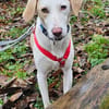 Bodhi wartet im Tierheim Sulzbach