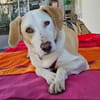 Bodhi wartet im Tierheim Sulzbach