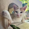 Verspielter Nikos sucht Zuhause