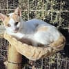 Verspielter Nikos sucht Zuhause