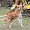 PRADA, Mix, geb. 2021