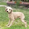 VIVI, Pudel, geb. 05/2023