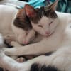 Caspar und Milo /Virneburg(ALO)