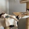 Caspar und Milo /Virneburg(ALO)