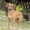 ILLI, Bracken Mix, geb. 03/2020