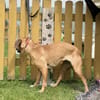 ILLI, Bracken Mix, geb. 03/2020
