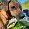 ILLI, Bracken Mix, geb. 03/2020