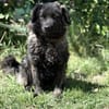 Pepper (Poppea) -Sanfte junge Hündin