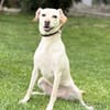 MIANA, Mix, geb. 10/2020