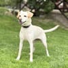 MIANA, Mix, geb. 10/2020