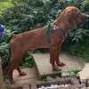 JUSTUS, Save Bracken Mix, geb. 4/2025