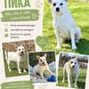 TINKA, Mix, geb. 05/2025