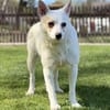 TINKA, Mix, geb. 05/2025
