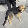 ZILI, Mix, geb. 03/2019