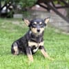 DADKA, Mix, geb. 07/2025