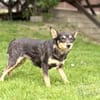 DADKA, Mix, geb. 07/2025