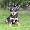 DADKA, Mix, geb. 07/2025
