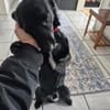 LUCA-hübscher kleiner Rüde