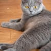 Gordo - hübscher Handicap Kater