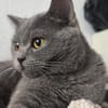 Gordo - hübscher Handicap Kater