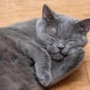 Gordo - hübscher Handicap Kater