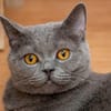 Gordo - hübscher Handicap Kater