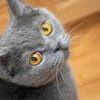 Gordo - hübscher Handicap Kater