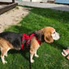 Charmanter Bruno sucht Zuhause