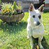 Aiko auf Pflegestelle in Kassel