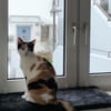 temperamentvolle Blossom / FFM(ALM)