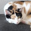 temperamentvolle Blossom / FFM(ALM)