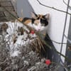 temperamentvolle Blossom / FFM(ALM)