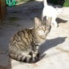 Anhänglicher Anubis sucht Zuhause