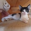 Stripe sucht DICH als Spielpartner!