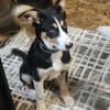 Simba - hat jemand ein Körbchen frei?