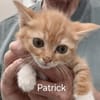 Fröhlicher Patrick sucht eine Familie