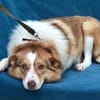 Hundedame Pinky❤sucht ruhiges Zuhause