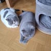 gemütliche Britinnen Mady u. Frida MUC