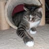 Sid sucht ein liebevolles Zuhause