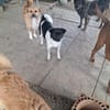 Nela - sanfte Hündin sucht Zuhause (C)